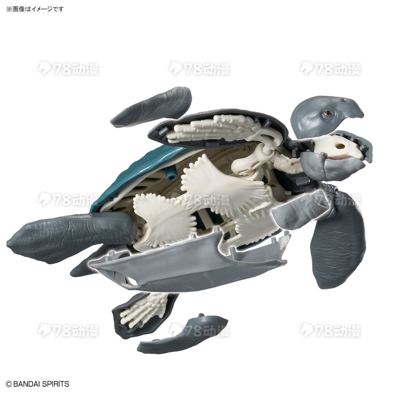 Oryginalny zestaw modelarski B – Model Kit Dinosaur Bandai recenzja i cena